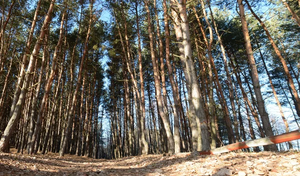 Forest - winter zonlicht — Stockfoto