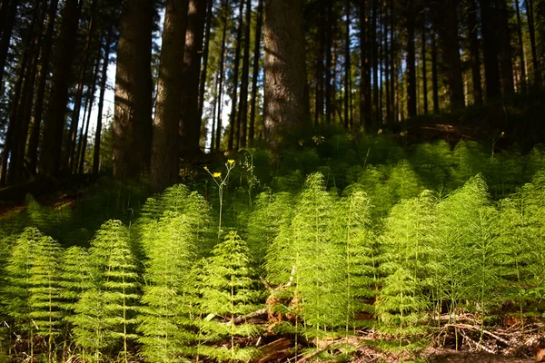 Schachtelhalm — Stockfoto