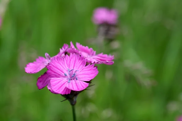 Rosa cartuja (Dianthus carthusianorum) —  Fotos de Stock