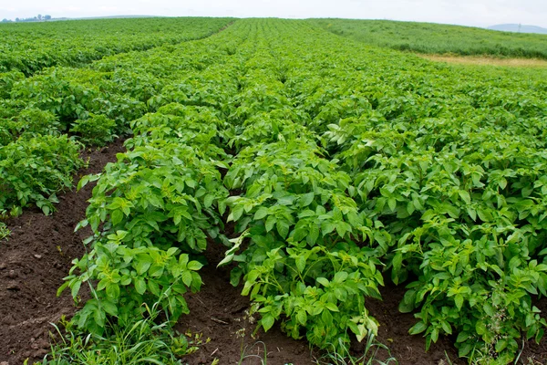 Filas de patatas en el campo —  Fotos de Stock