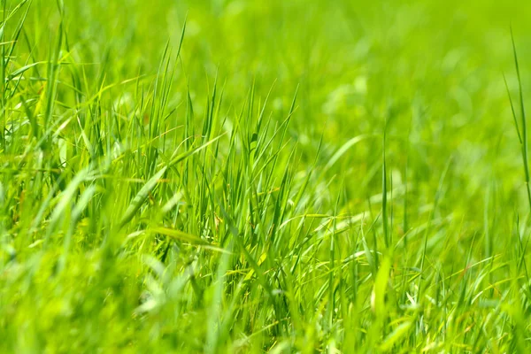 Зелена трава абстрактний фон — стокове фото