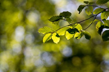 Büyülü doğa, yeşil Kayın Yapraklar