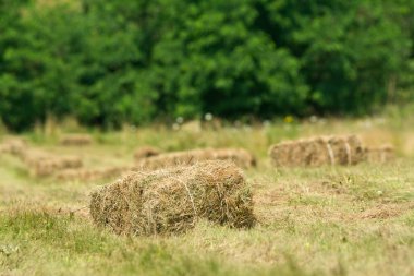 Taze saman balya yaptı