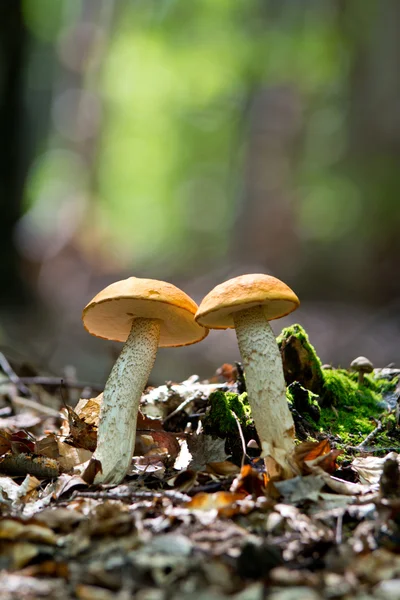 Dzikie grzyby w lesie — Zdjęcie stockowe