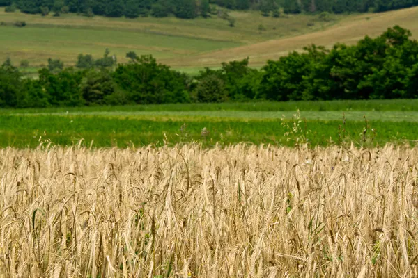 Cornfield with green fields — Stock Photo, Image