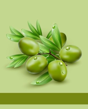 vektör arka plan yeşil zeytin ile