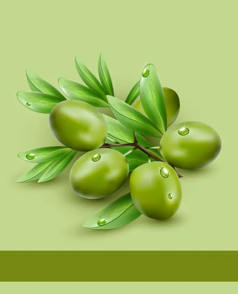 Vector achtergrond met groene olijven — Stockvector