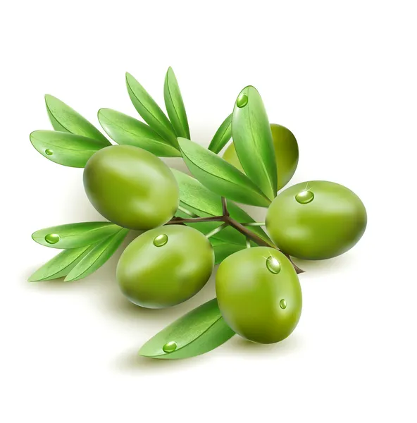 Olives vertes vectorielles isolées sur fond blanc — Image vectorielle