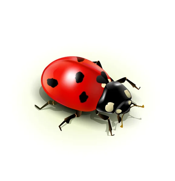 Vector ladybug, isolated on white background — Stock Vector