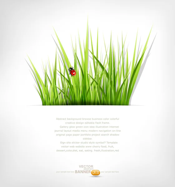 Vector background with green grass and ladybug — Stock Vector