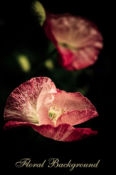 Fondo oscuro romántico con amapolas — Foto de Stock