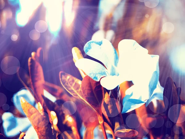 Blauwe bloemen met zonnestralen — Stockfoto