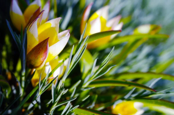 Primroses λουλούδια άνοιξη — Φωτογραφία Αρχείου