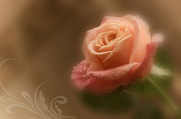 Romantic background with delicate pink rose (close-up) — Stock Photo, Image