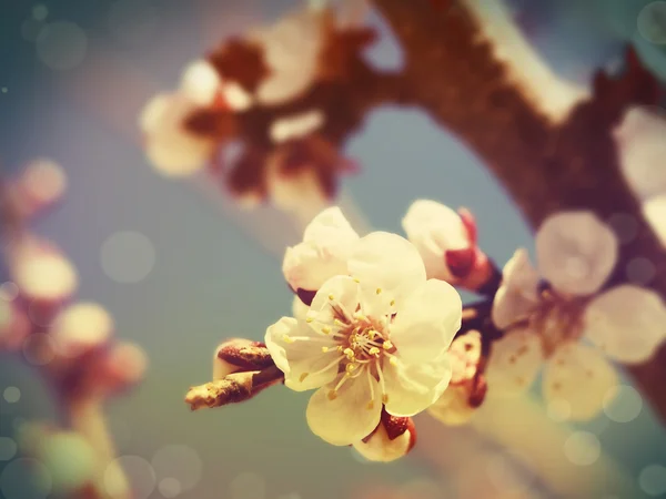 Vacaciones vintage Retore fondo con flores de primavera — Foto de Stock