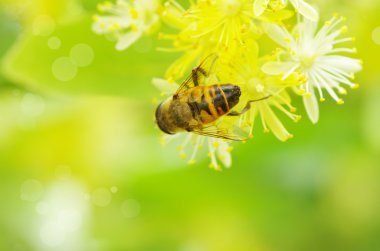 Beyaz bir çiçekte arı.