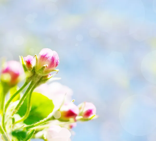 Apple'nın hassas bahar çiçekleri — Stok fotoğraf