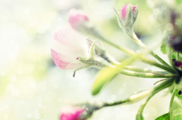 Háttérrel, tavaszi virágok és a bokeh — Stock Fotó