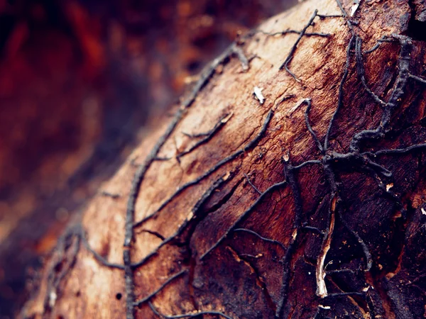 Radici insolite degli alberi — Foto Stock