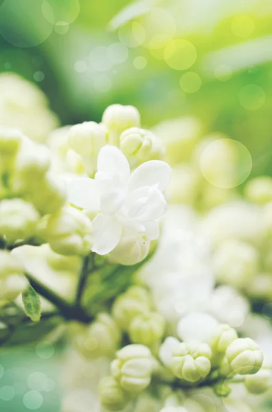 Lilacs brancos — Fotografia de Stock