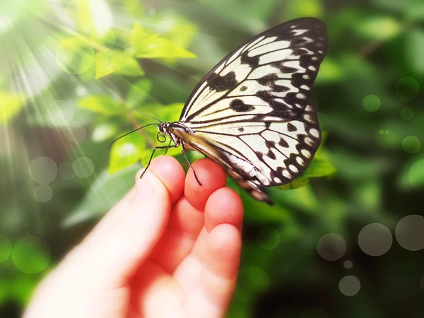 Butterfly zittend op een children's hand — Stockfoto