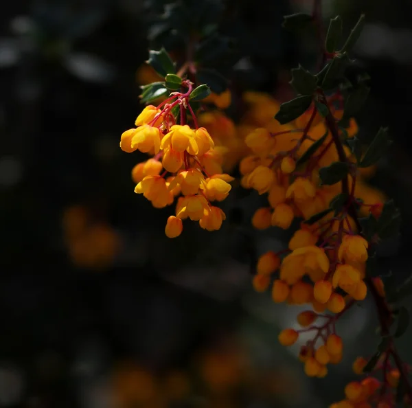 Bunch of yellow flowers on a dark background — Stock Photo, Image