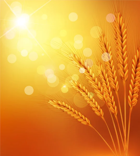 Vector background with gold ears of wheat and sunrays — Stock Vector