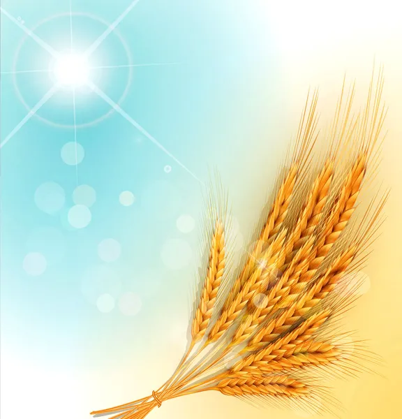 Векторний фон із золотими вухами пшеничних та сонячних променів — стоковий вектор