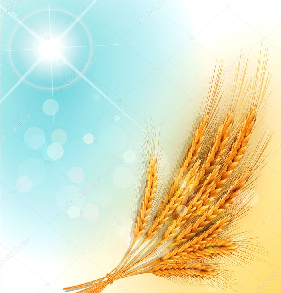 Vector background with gold ears of wheat and sun rays