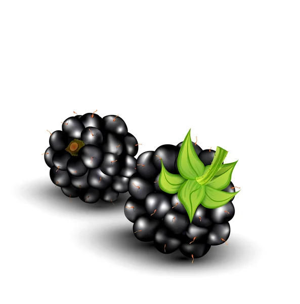Vector blackberries on a white background — Stock Vector