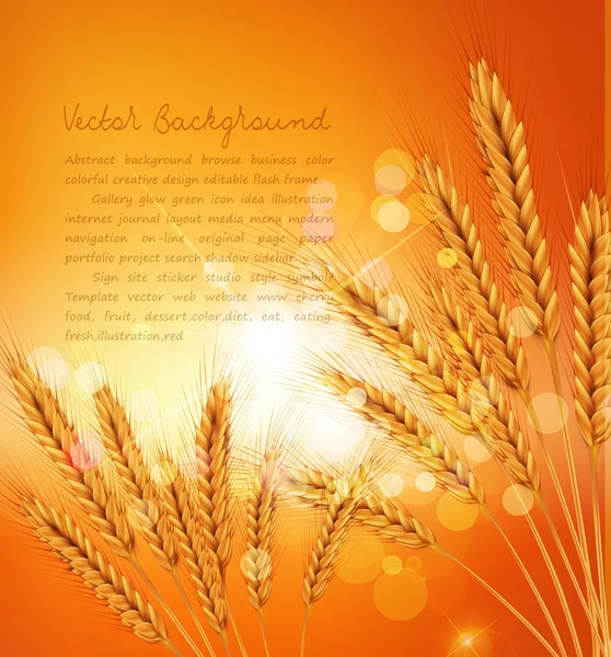 Векторный фон с золотыми ушами пшеницы и солнечных лучей — стоковый вектор