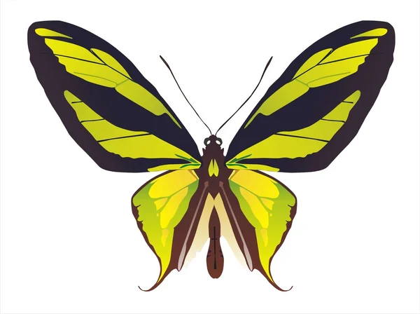 Mariposa, aislada sobre fondo blanco — Vector de stock