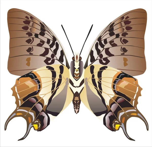 Kelebek, beyaz arka planda izole