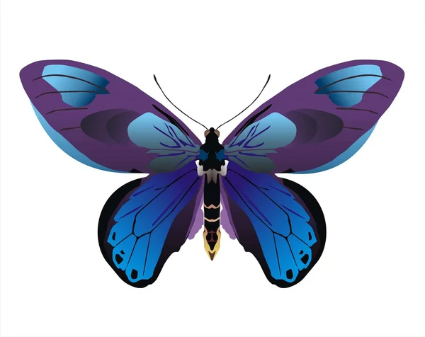 Mariposa, aislada sobre fondo blanco — Vector de stock