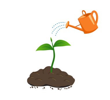 Toprakta sulama tenekesinden yetişen genç bitkileri sulamak.