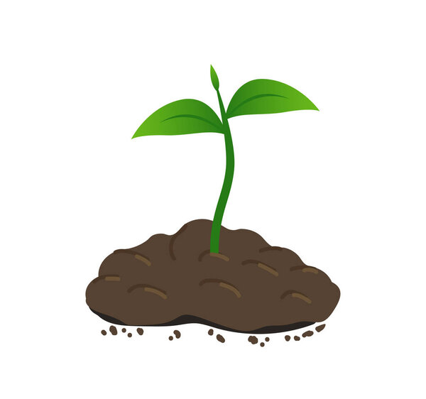 Young green sprout makes its way out of the ground. Small plant growing