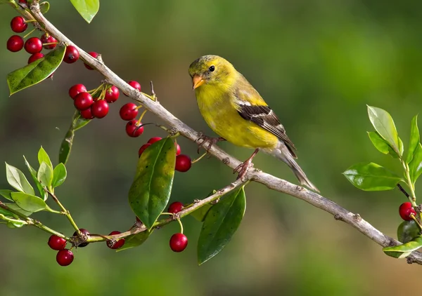 Goldfinch americano — Fotografia de Stock