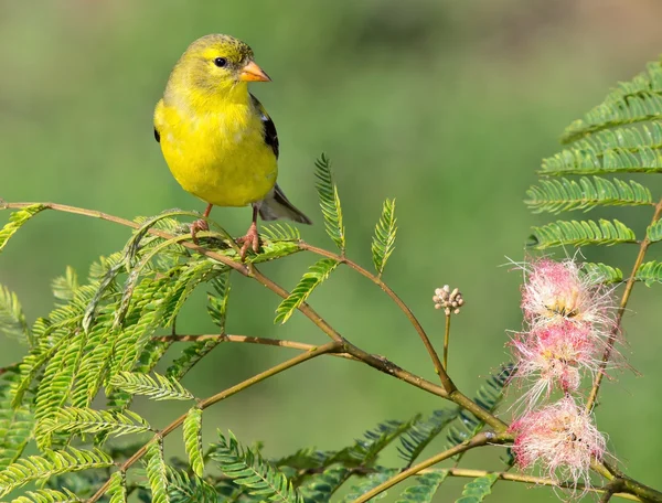 Goldfinch americano — Fotografia de Stock