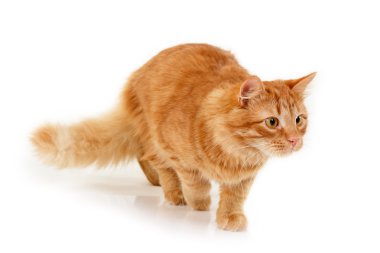 yavru kedi slink izole üzerinde beyaz