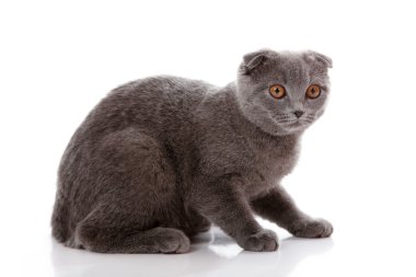 İskoç lop-eared üzerinde beyaz izole kedicik