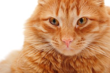 büyük kırmızı kedi closeup