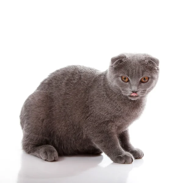 Chaton écossais lop-oreilles isolé sur blanc — Photo