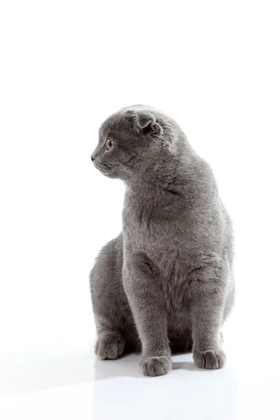 Chaton écossais lop-oreilles isolé sur blanc — Photo