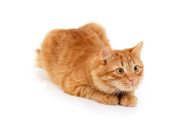 Czerwony kot uwagę kłamliwy w dół — Zdjęcie stockowe