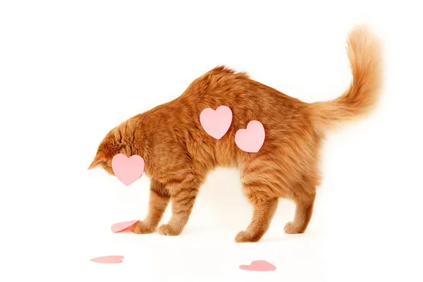 Röd katt i hjärtat alla hjärtans kärlek — Stockfoto
