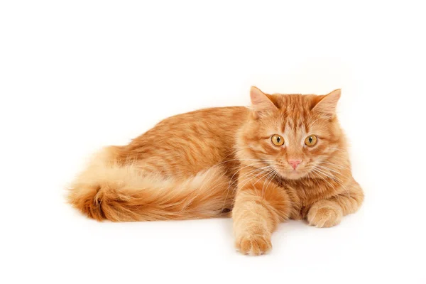 Gato vermelho descansando isolado sobre fundo branco — Fotografia de Stock