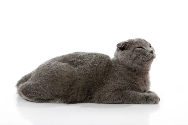 스코틀랜드 lop-eared 화이트에 고립 된 고양이 — 스톡 사진