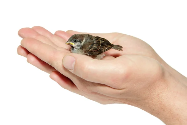 Sparrow chick baby yellow-beaked in male hands isolated on white — Stock Photo, Image