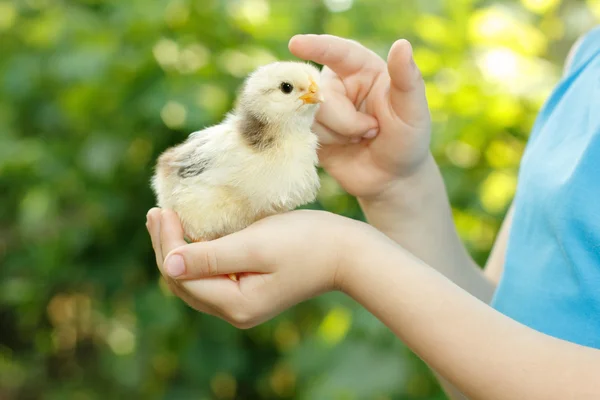 Chiken στο χέρι του παιδιού φροντίδα φύση υπαίθρια — Φωτογραφία Αρχείου