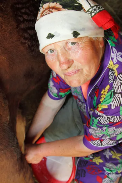 Frau alte arme Bäuerin melkt Kuh — Stockfoto